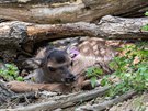 Wapiti, Zoo Brno