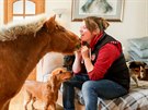 Sedmnáctiletý shetlandský pony jménem Wee Bob miluje mazlení.
