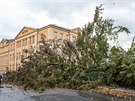 tvrtení mohutný vítr porazil památný strom ve Varnsdorfu.