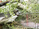 tvrtení mohutný vítr porazil památný strom ve Varnsdorfu.