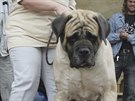 Anglický mastif tpán je nejt잚ím eským psem s váhou 111,65 kg.