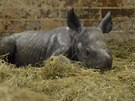 V krlovdvorsk zoo se narodilo mld nosoroce dvourohho (3.10.2017).