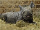 V krlovdvorsk zoo se narodilo mld nosoroce dvourohho (3.10.2017).