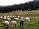 Stádo ovcí v krkonoském Modrém dole