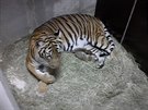 V praské zoo se v úterý ráno narodila dv mláata malajského tygra.