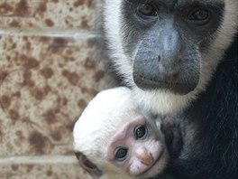 Gueréza plátíková, Zoo Ústí nad Labem