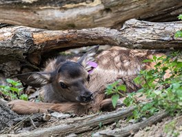 Wapiti, Zoo Brno