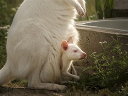 Klokan, Zoo Tábor