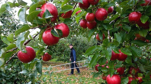 Sadař Miloš Thoř z Pěnčína si letošní úrodu jablek pochvaluje.