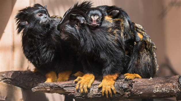 Dvojata tamarna lutorukho, Zoo Brno