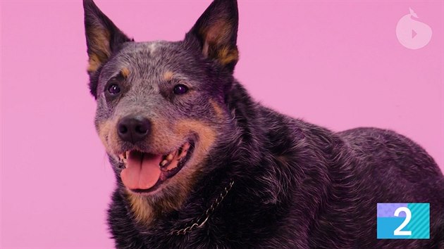 Australský honácký pes je drsňák s krví divokých dingů.