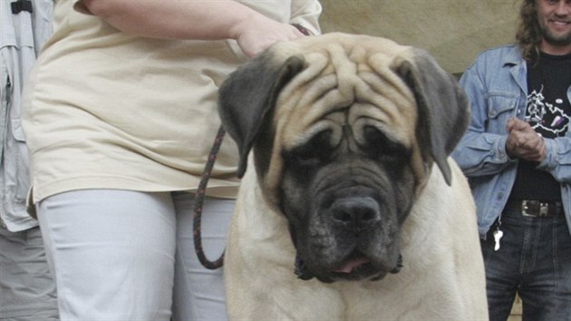 Anglick mastif tpn je nejt잚m eskm psem s vhou 111,65 kg.