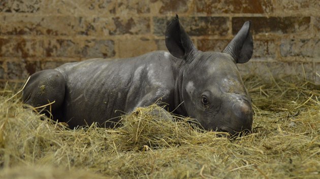 V královédvorské zoo se narodilo mládě nosorožce dvourohého (3.10.2017).
