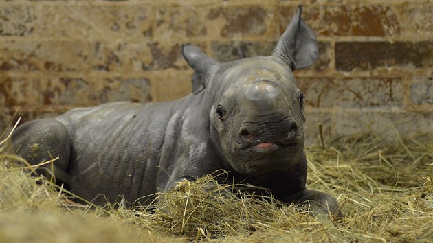V královédvorské zoo se narodilo mládě nosorožce dvourohého (3.10.2017).