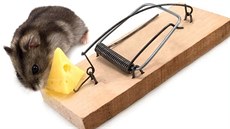 Myi mají rády nejen sýr, ale i chléb s patikou i oechy
