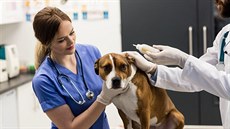 Pokud se stav nezlepší a zvíře stále cítí bolest, je čas navštívit veterináře.