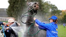 Jan Faltejsek pi triumfu v loské Velké pardubické