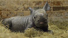 V královédvorské zoo se narodilo mlád nosoroce dvourohého (3.10.2017).