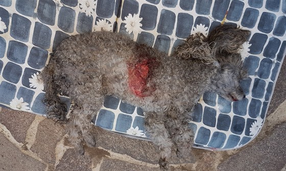 Pes, který zemel ve Vraném na Vltavou po útoku rotvajlera.