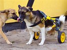 eský start-up AnyoneGo pokrauje ve vývoji invalidního vozíku AniGo pro domácí...