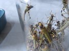 Hmyz degustace v Malm Beranov
