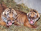 Tygí koata devátý den jejich ivota prohlédli chovatelé a veterinární léka....