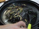 Jako první se v Malém Beranov podávali smaení cvrci, na závr pak kucha...