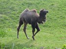 Plzeská zoo má tyi velbloudy - Mulisáka, Josefínu, Gorgínu a Lojziku.