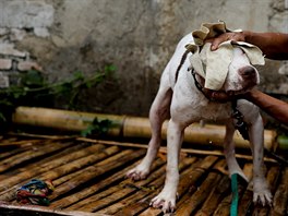 Chovatel ps Aguse Baduda suí psa ve svém dom ve vesnici Cibiuk, Indonésie....