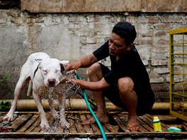 Chovatel ps Agus Badud myje svého psa, Indonésie. Psi jsou nuceni bojovat s...