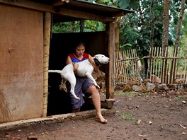 Dcera chovatele ps Aguse Baduda nese psa k umytí, Indonésie. Psi jsou nuceni...
