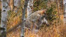 Jií Kuera jako první vyfotil divoké vlky na umav.