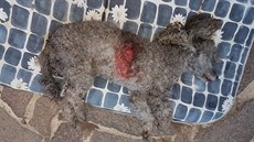 Pes, který zemel ve Vraném na Vltavou po útoku rotvajlera.
