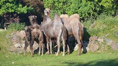 Plzeská zoo má tyi velbloudy - Mulisáka, Josefínu, Gorgínu a Lojziku.