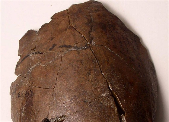 Úlomek lebky objevený v roce 1929 na Papui-Nové Guineji