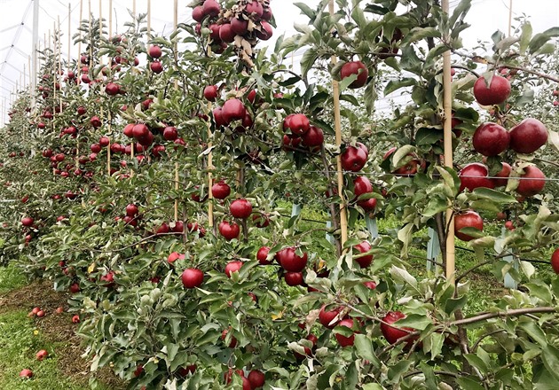 Ovocné sady v Horním Bousově