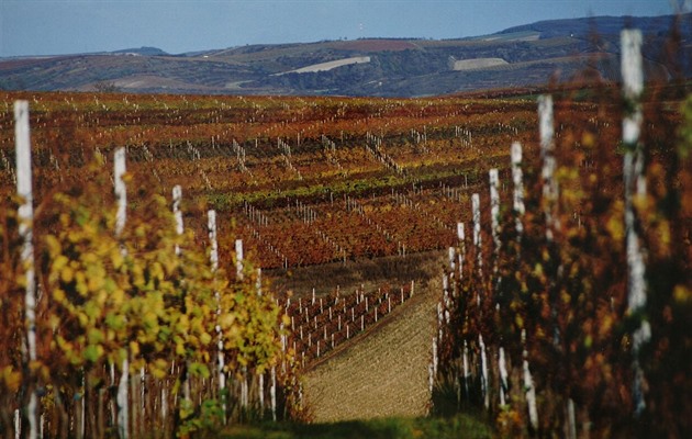Velké Bílovice jsou nejen největší vinařskou vesnicí v České republice, ale...
