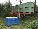Ovocné sady v Horním Bousov