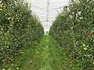 Jablené sady v Horním Bousov