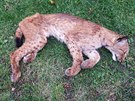 Uhynulá samice rysa ostrovida Laura v roce 2017