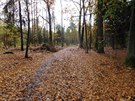 Píjemná ást Klánovického plmaratonu v hlubokém listí