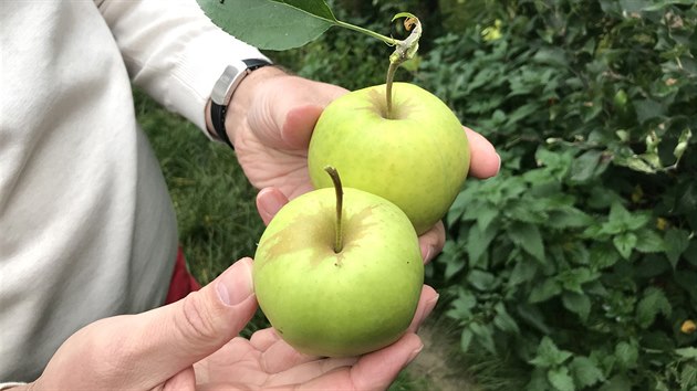 Ovocn sady v Hornm Bousov