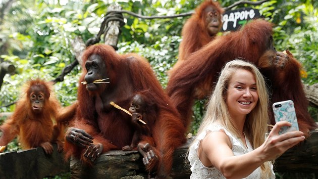 Ukrajinská tenistka Elina Svitolinová se v oceňované singapurské zoo vyfotila s rodinkou orangutanů, opičí pýchou regionu.