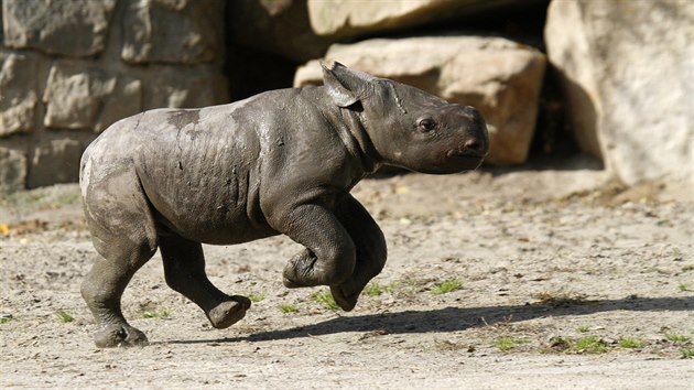 Mld nosoroce dvourohho, kter se ve Dvoe Krlov narodilo 2. jna 2017, bylo poprv venku.