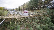 Strom spadl na dálniční přivaděč I/38 u Pávova u Jihlavy (29. října 2017)