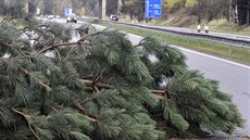 Na dálniním pivadi u Jihlavy spadly dv borovice na vozovku a zatarasily...