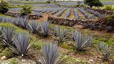 Agávové plantáže v mexickém státu Jalisco. Produkci tequily v tomto státě...
