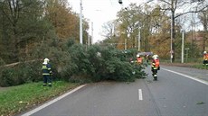 Spadlý strom v Lázních Bohdane v Pardubickém kraji. (29.10.2017)