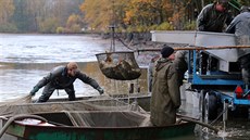 Rybái vylovili z rybníku Amerika nedaleko Frantikových Lázní piblin 30 tun...