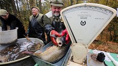 Rybái vylovili z rybníku Amerika nedaleko Frantikových Lázní piblin 30 tun...